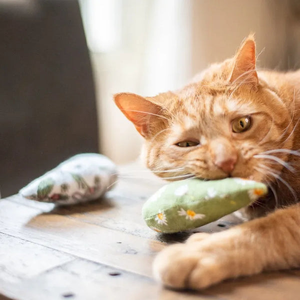 Catnip Chicken -- Surprise Prints