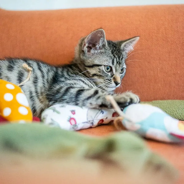 Catnip Chicken -- Surprise Prints