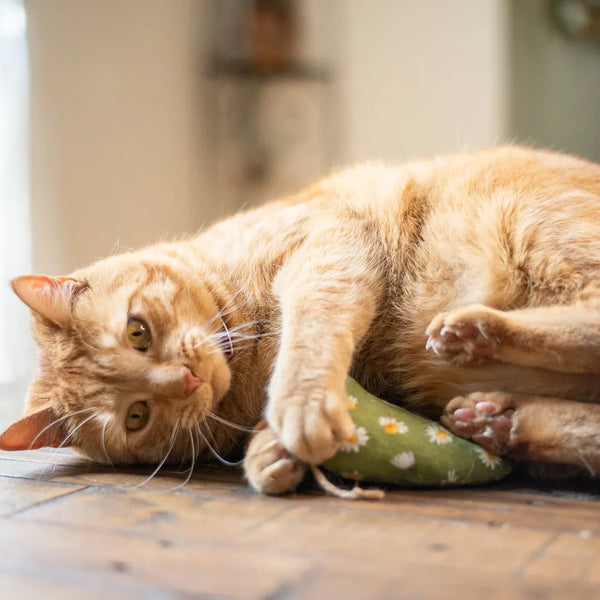 Catnip Chicken -- Surprise Prints