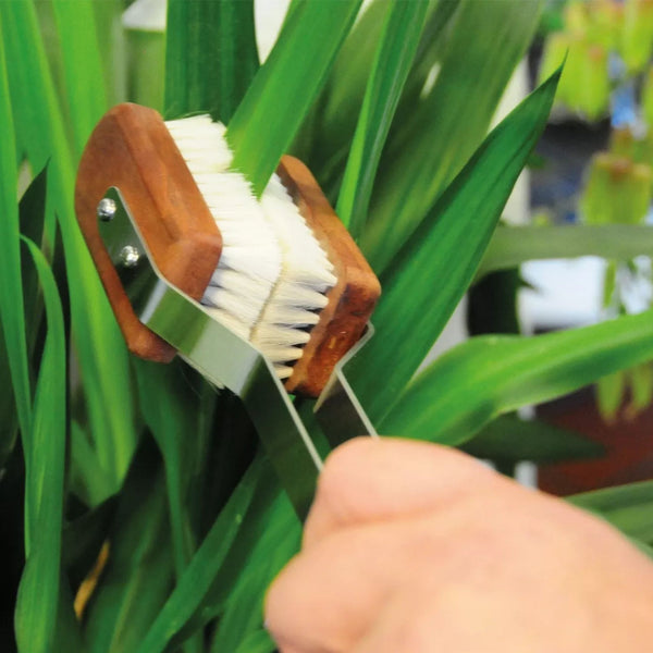 Plant Brush