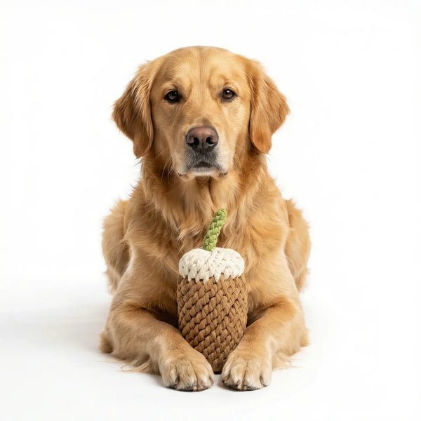 Dog holding a knitted toy on a white background