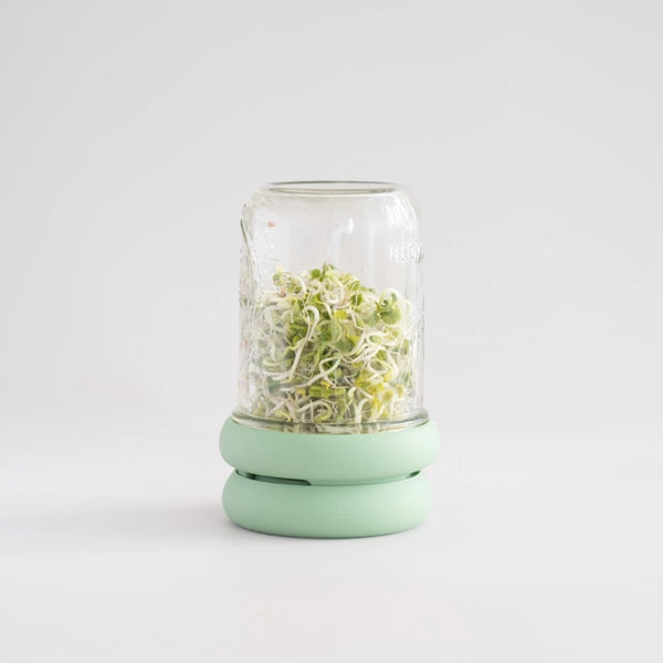 How to Grow Sprouts in a Jar at Home from Beans or Seeds