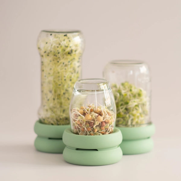How to Grow Sprouts in a Jar at Home from Beans or Seeds