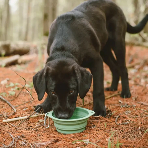 Collapsible Travel Dog Bowl